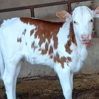 گوساله سمینتال شیری