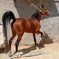 نریان دره شور