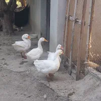 قو غاز|حیوانات مزرعه|ارومیه, |دیوار