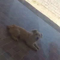 پاپی. سگ .
