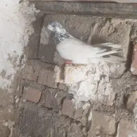 200|پرنده|نیمروز, |دیوار