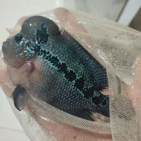 انواع ماهی معاوضه باطوطی کوتوله عروس گرینچیک ملنگو