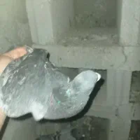 کبوتر مسافتی|پرنده|ملکان, |دیوار