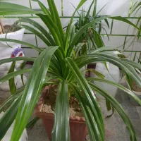 تعدای گل با گلدان ۳۰۰ تومن