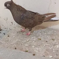 سوسنی و صرب