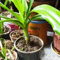 گل اشک ملکه یا سوسن عنکبوتی