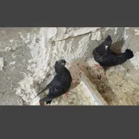 سیاه و دوکت