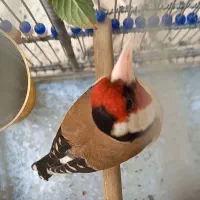 سهره مست کت باز کن و دورگ استثنایی