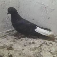 دم سفید ماده مهر مهر اوچان