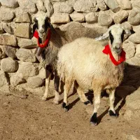 دوتا میش ترکی داشتی