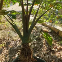 گل بابا آدم|گل و گیاه طبیعی|کیاکلا, |دیوار