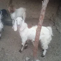 گوسفند و بز نر|حیوانات مزرعه|زابل, |دیوار