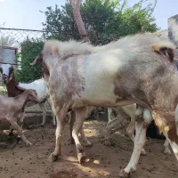 نری چاق بزرگ