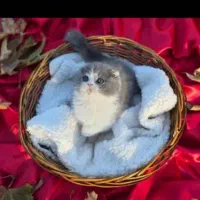 توله گربه میکس اسکاتیش گوش سیخ چشم رنگی