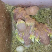 جوجه سرلاکی طوطی کوتوله صورت هلویی چشم شرابی