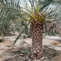 ۱۰۰ عدد نخل برحی تنه ۱/۵ تا۲/۵ متر