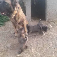 سگ سرابی اصیل درجه یک|سگ|رباطکریم, رباطکریم|دیوار