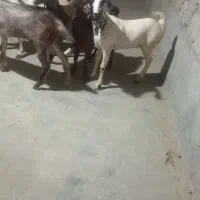 کهر ماده فروشی