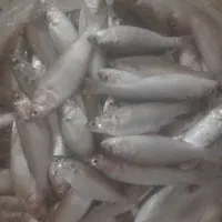 ماهی ضوری(بیاه) صید روزتازه