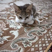 سرپرستی گربه رایگان|گربه|آستانه اشرفیه, |دیوار