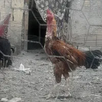 ۲۵عددمرغ لاری۲عددخروس درجه یک