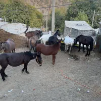 قاطر|حیوانات مزرعه|آرمرده, |دیوار