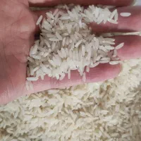 برنج طارم کشت دوم کیفیت اعلا