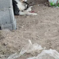 سگ سرابی و قدرجونی