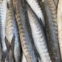 پخش ماهی جنوب خوش طعم بدون استخوان|ماهی|اسلامشهر, مظفریه|دیوار