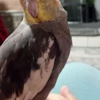 عروس هلندی نر رام سخنگو|پرنده|قدس, شهرقدس|دیوار