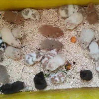 جزیره همستر سوری و کمپل یا مینیاتوری (پرورش دهنده)