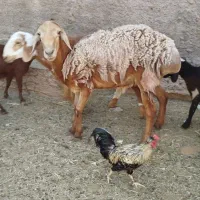 فروش تعدادی گوسفند
