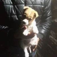 توله سگ نژاد شی واوا