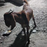 نری پاکستانی قیمت ۱۹ملیون