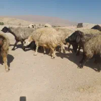 . تعداد ۲۰راس شیشک میش داشتی|حیوانات مزرعه|ارژن, |دیوار