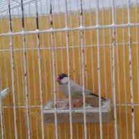 فنچ شکلاتی نر|پرنده|برازجان, |دیوار