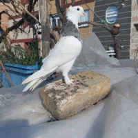 کبوتر های و جوجه گرفتنی فروش یا معاوضه مسافتی ماده