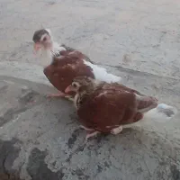 کبوتر|پرنده|خرمشهر, |دیوار