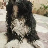 سگ شیتزو فلت