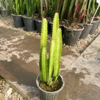 کاکتوس افربیا سبز و قرمز