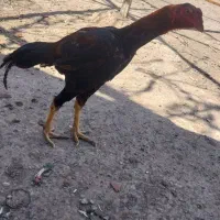 تخم لاری