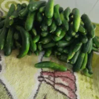 خیارشووبامیه