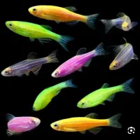 فروش انواع ماهی های زینتی