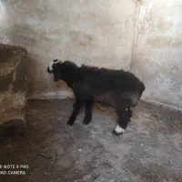 فروش بره نر