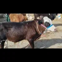 یک راس گوساله نر آمریکایی غرفه سبزیوند