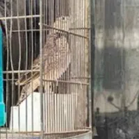 پرنده بخون|پرنده|تهران, ترمینال جنوب|دیوار