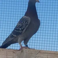 مسافتی مسابقه دهنده|پرنده|مشهد, انقلاب|دیوار