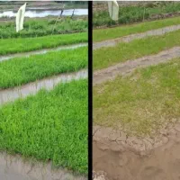 کود هیومیک اسیدومحرک رشد تضمینی و اصل(کانادایی)