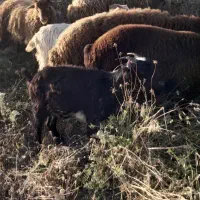 بز ماده تک شکم زائد