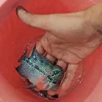 ماهی فلاور|ماهی|قم, سید معصوم|دیوار